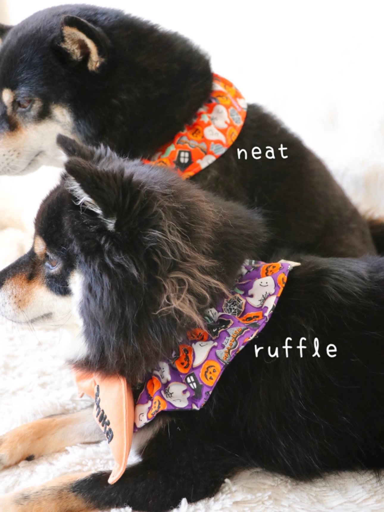 Halloween batwing collar - orange & purple